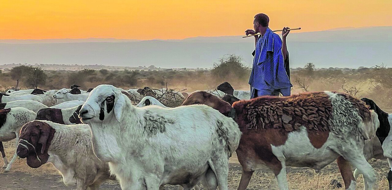 Maasai mit ihren Herden