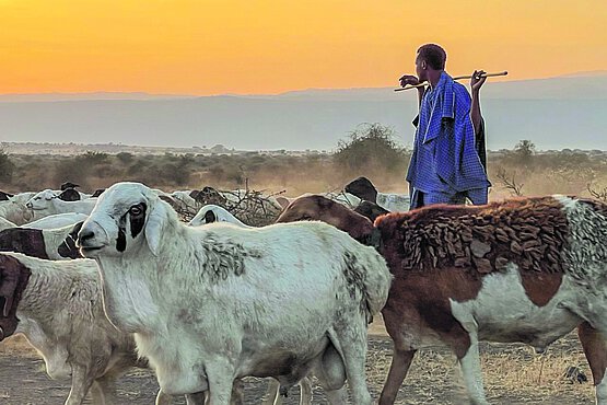 Maasai mit ihren Herden