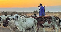 Maasai mit ihren Herden