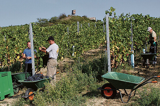 Männer bei der Weinlese