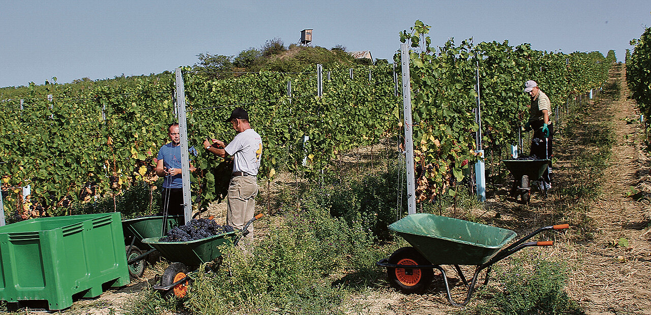 Männer bei der Weinlese