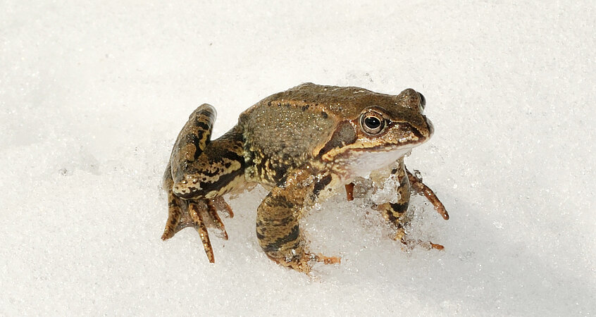 Frösche im Winter