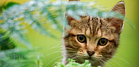 Katze Lou