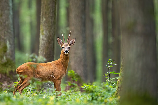 Die Jagd im Stift Sankt Lambrecht regelt in erster Linie den Tierbestand. 