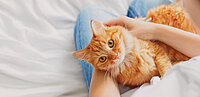 Sehr süße orange Katze
