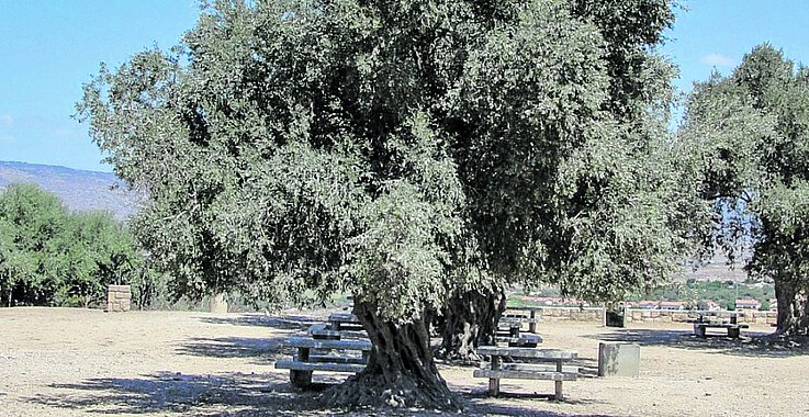 Der Ölbaum, der zu den wichtigen biblischen Pflanzen zählt, steht für Wohlergehen und Glück einer Familie. 