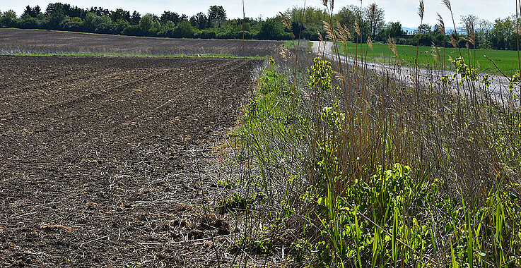 Wegböschung am Rand des Feldes