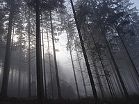 Eine Depression kann einem manchmal wie ein düsterer Wald erscheinen. 