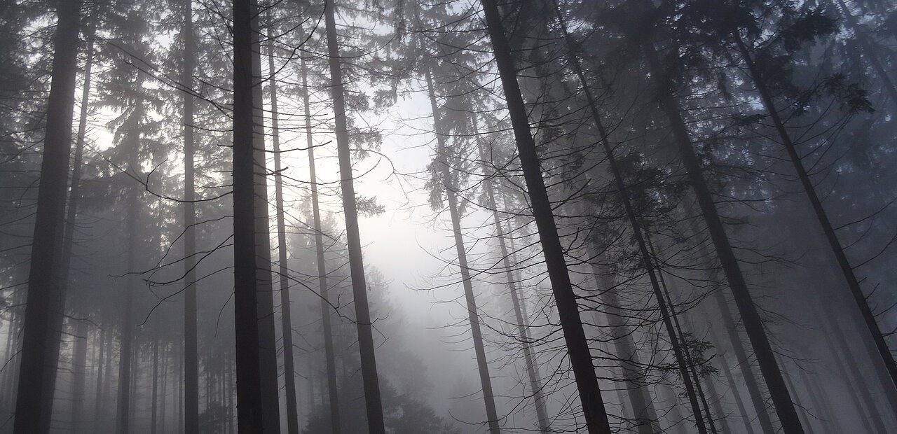 Eine Depression kann einem manchmal wie ein düsterer Wald erscheinen. 
