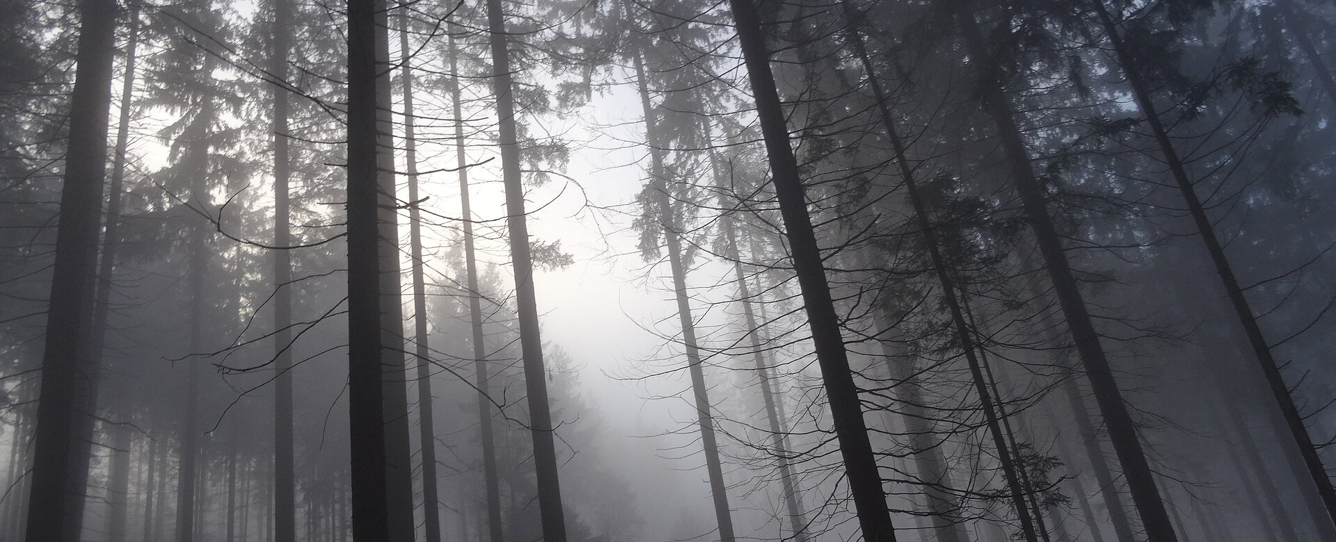 Eine Depression kann einem manchmal wie ein düsterer Wald erscheinen. 