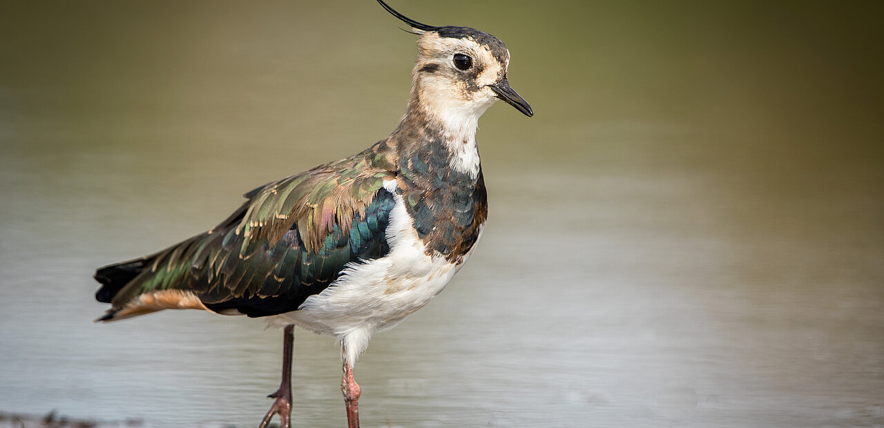Auffälliger Zeitgenosse: Der Kiebitz ist ein kräftiger, etwa taubengroßer Vogel, schwarz-weiß gefärbt mit metallisch grünem Glanz am Rücken und einer langen, dünnen Federholle am Kopf.