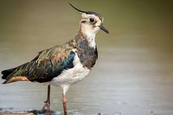 Auffälliger Zeitgenosse: Der Kiebitz ist ein kräftiger, etwa taubengroßer Vogel, schwarz-weiß gefärbt mit metallisch grünem Glanz am Rücken und einer langen, dünnen Federholle am Kopf.