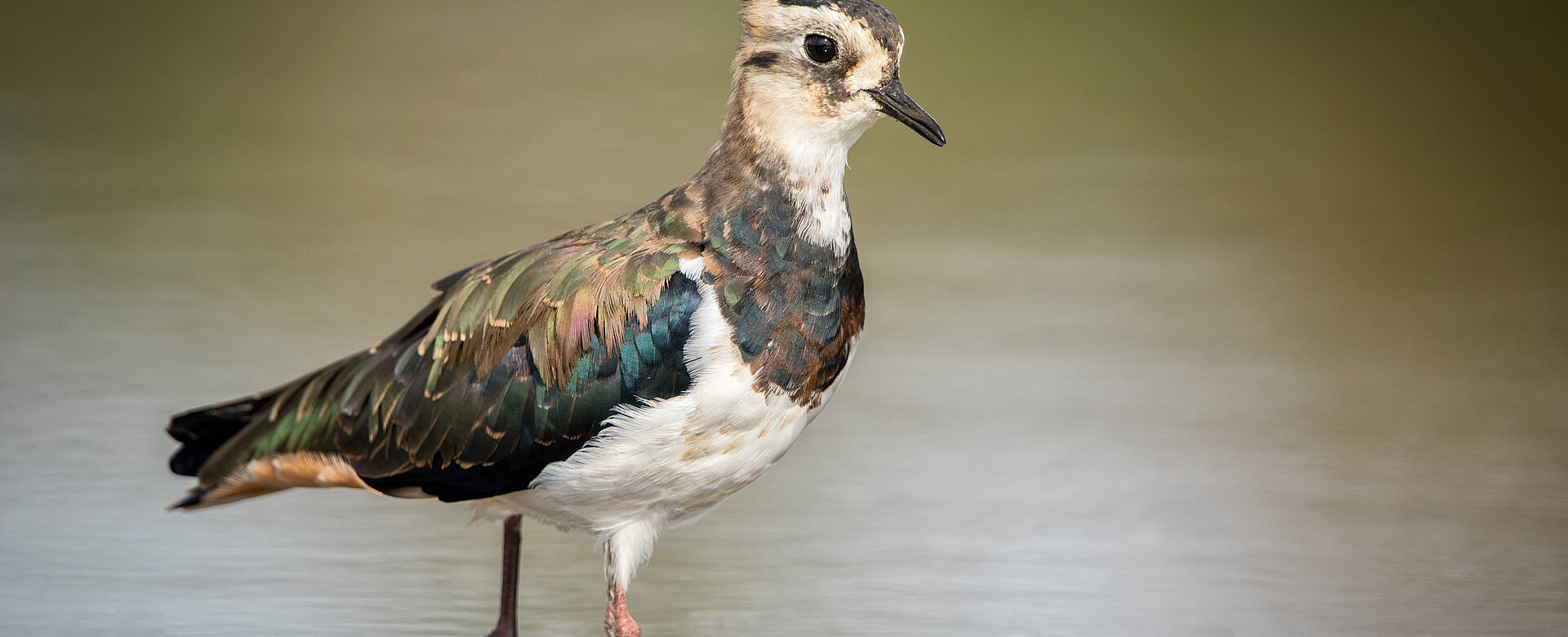Auffälliger Zeitgenosse: Der Kiebitz ist ein kräftiger, etwa taubengroßer Vogel, schwarz-weiß gefärbt mit metallisch grünem Glanz am Rücken und einer langen, dünnen Federholle am Kopf.