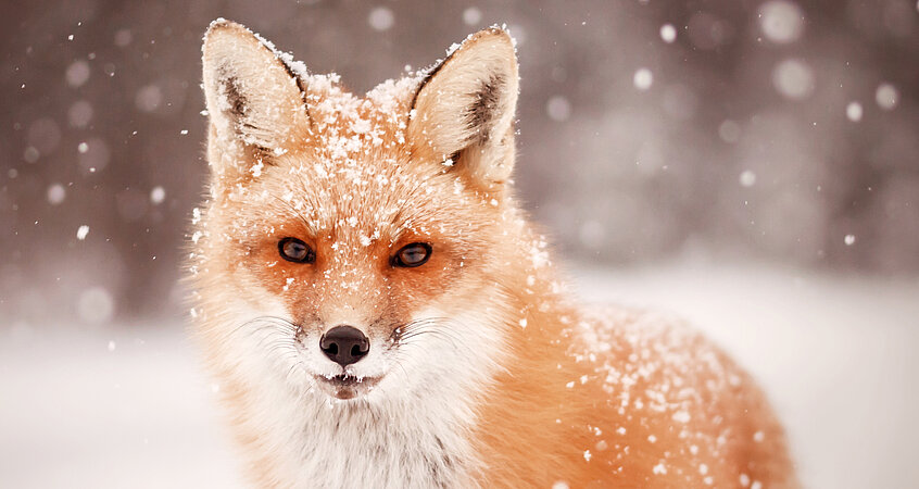 Fuchs im Winter