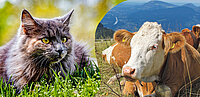 Katze und Kuh