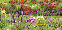 Garten voller Blumen