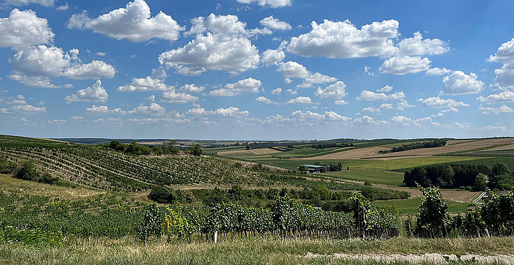 Landschaft mit Weinreben im Pfarrverband Weinland Nord