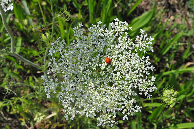 Auch wenn der Jakobsweg-Wien durch eine Großstadt führt, Natur begegnet einem auch hier auf Schritt und Tritt. 
