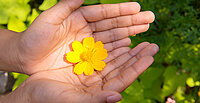 EIne gelbe Blume auf offenen Handflächen.