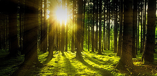 Die Sonne blitzt durch einen dichten Nadelwald.