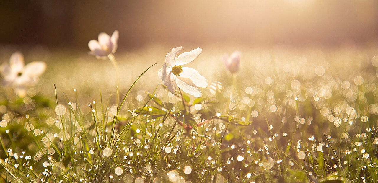 Frühlingshafe Blumenwiese