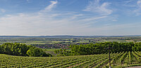 Landschaftsbild mit Weinreben