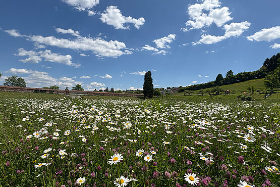 Artenvielfalt: Wunderschöne Margeriten blühen im „Wilden Barockgarten“ in Stift Rein.