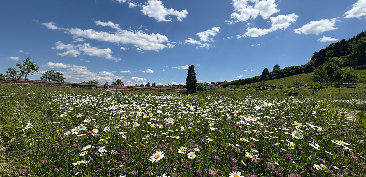 Artenvielfalt: Wunderschöne Margeriten blühen im „Wilden Barockgarten“ in Stift Rein.
