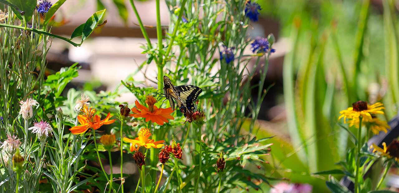 Zwischen Zierrasen, Thujenhecke, Blumenwiesen und Obstbäumen entscheidet sich, ob Igel, Hummel und Buntspecht im Garten ein Zuhause finden – oder weiterziehen. 