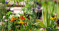 Zwischen Zierrasen, Thujenhecke, Blumenwiesen und Obstbäumen entscheidet sich, ob Igel, Hummel und Buntspecht im Garten ein Zuhause finden – oder weiterziehen. 
