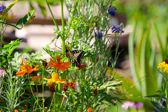 Zwischen Zierrasen, Thujenhecke, Blumenwiesen und Obstbäumen entscheidet sich, ob Igel, Hummel und Buntspecht im Garten ein Zuhause finden – oder weiterziehen. 