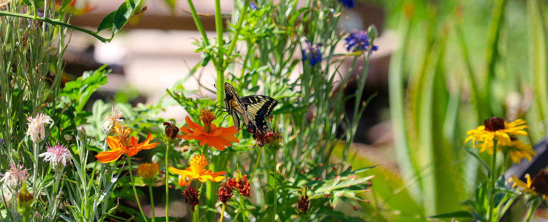 Zwischen Zierrasen, Thujenhecke, Blumenwiesen und Obstbäumen entscheidet sich, ob Igel, Hummel und Buntspecht im Garten ein Zuhause finden – oder weiterziehen. 