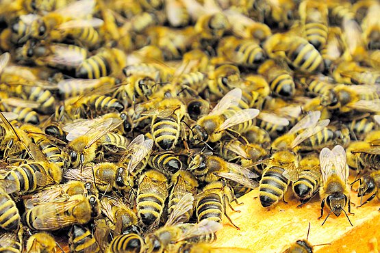 Es summt und brummt im Bienenstock.