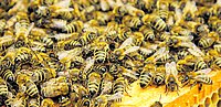 Es summt und brummt im Bienenstock.