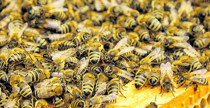 Es summt und brummt im Bienenstock.